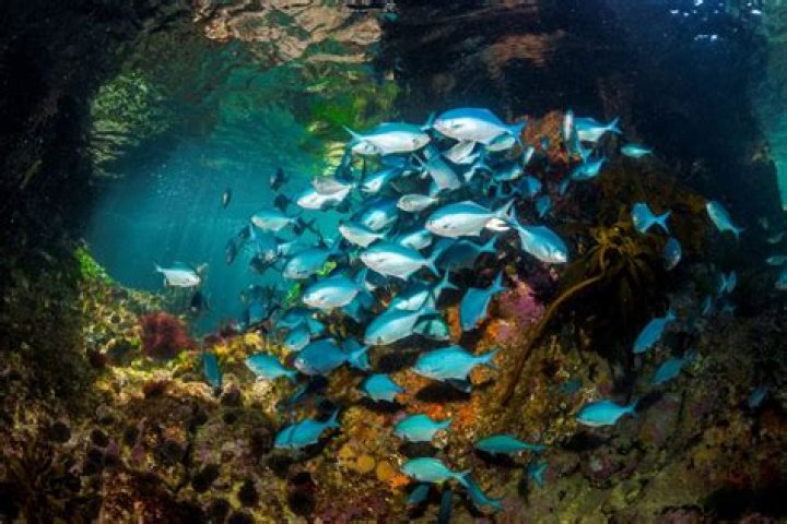 Who is Al Jardine? Wiki, Biography, Age, Wife, Net Worth, Ethnicity