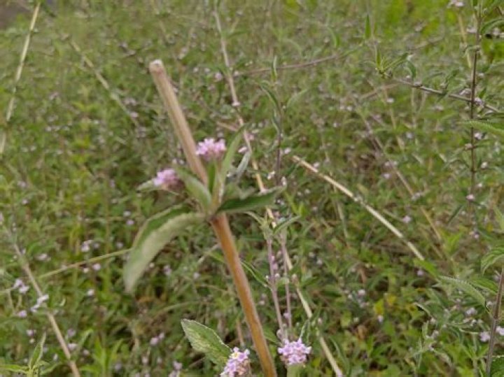 Who is Alba Rica? Wiki, Age, Height, Net Worth, Boyfriend, Dating