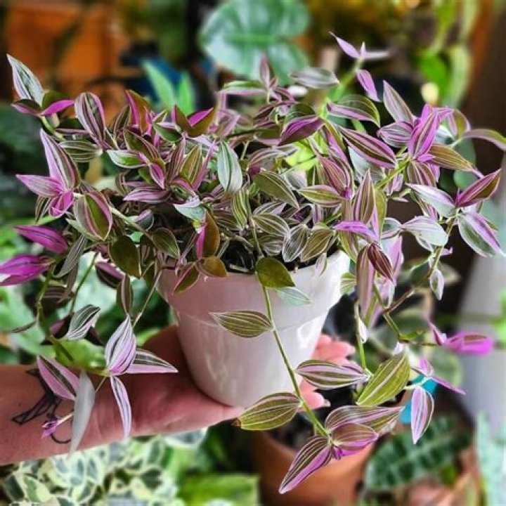 Champagnedani- Net Worth, Bio, Age, Boyfriend, Height, Instagram, Career