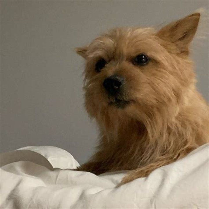 Twice’s Momo Finally Apologizes To Seventeen’s Seungkwan On Behalf Of Her Dog 